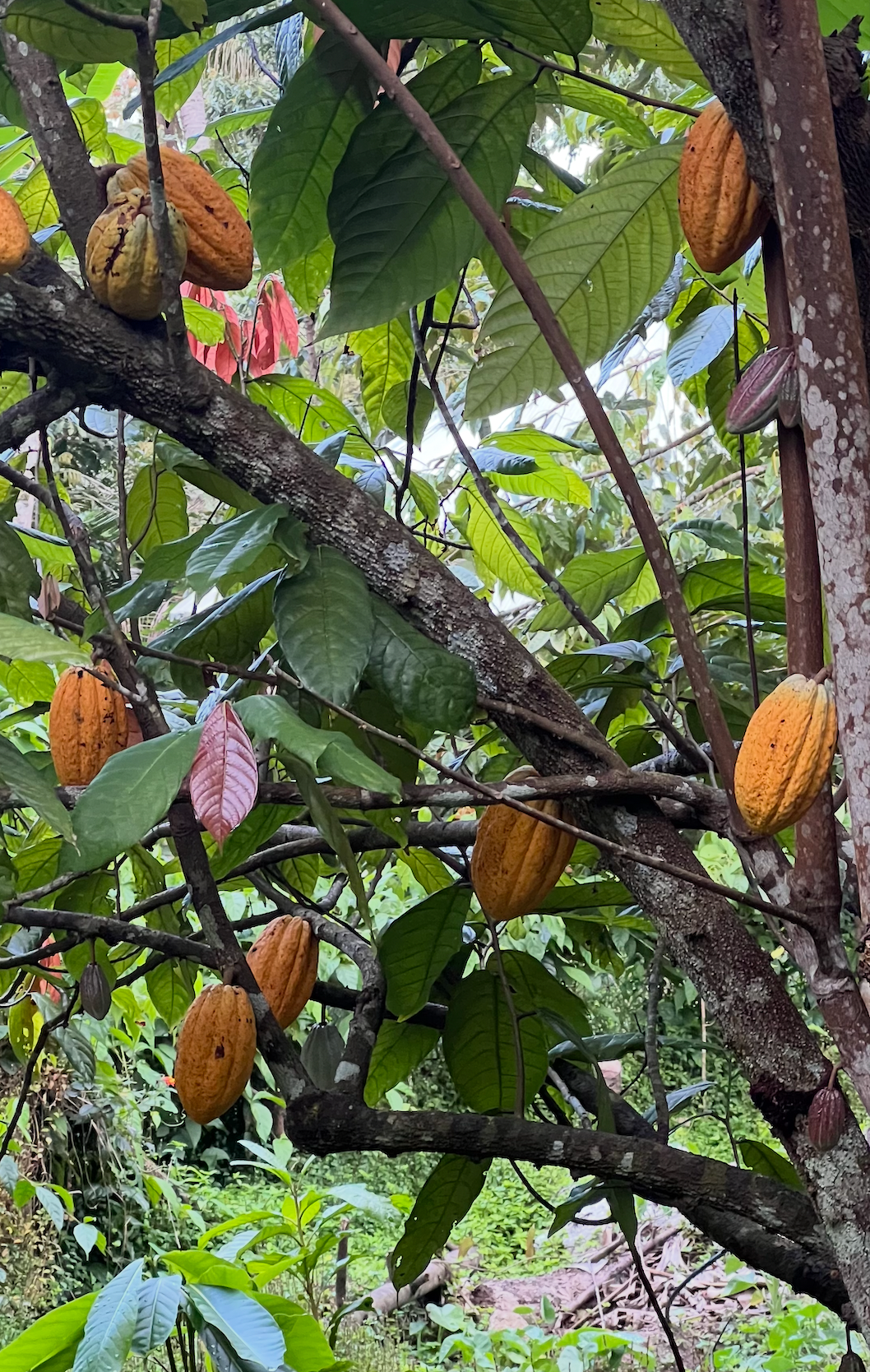 Cacao Tree Meditation - Mumma Cacao